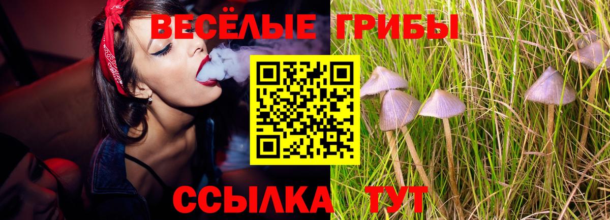 Псилоцибиновые грибы Psilocybe Губаха